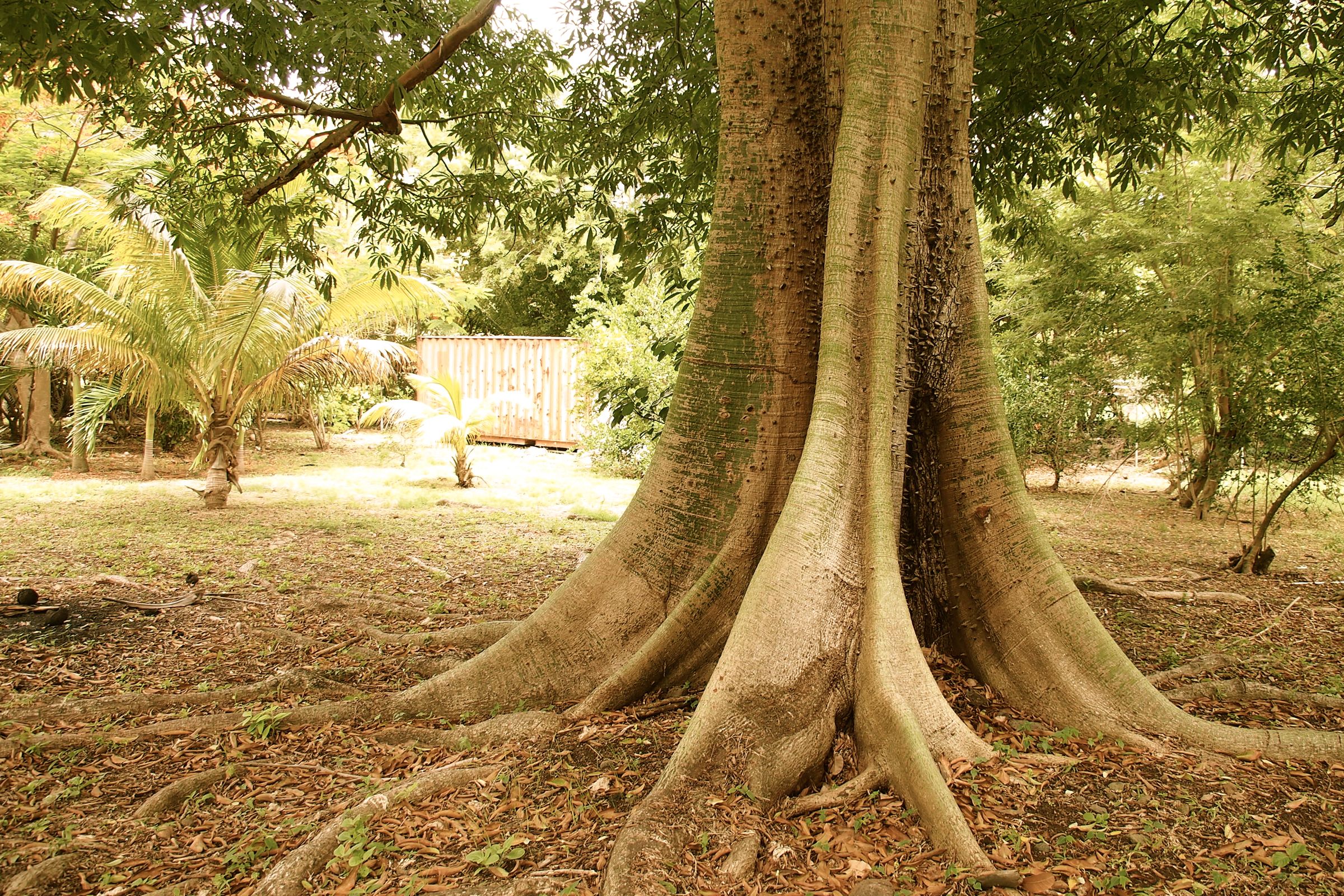 Beware The Mystical Silk Cotton Tree: Haunted Caribbean